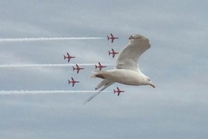 "アクロバット飛行に飛び入り参加した１羽のカモメ"が隊長機のようだと話題！