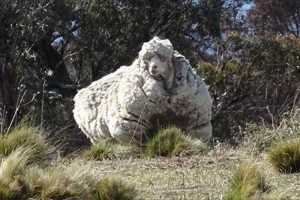 命の危険が及ぶほど"毛をもこもこ生やし過ぎた羊"を毛刈り職人が救った！