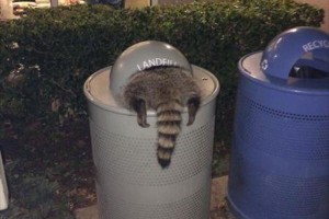 "どこかに挟まったり掃除を手伝ったり"アライグマの行動が可愛くて笑える♪