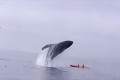 【動画】危ない!!巨大なクジラが観光客の上に豪快にダイブして下敷きに!?