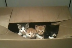 段ボールから出ていく子猫たち"最後の子猫が出られずにもがく姿"が可愛い♪