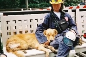 「9.11で活躍した最後の救助犬」が16歳の誕生会"苦楽を共にした飼い主も涙"