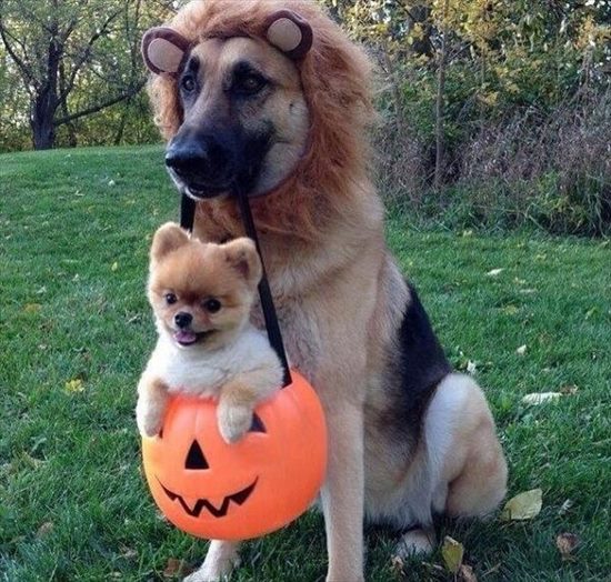画像10選 動物たちのハロウィン仮装 もヒートアップ 思わずキュン死確定 Fundo