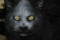 悪魔のような猫。実はおっちょこちょいなカワイイ猫だった