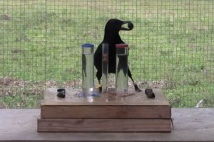 【賢すぎるカラス】実験の結果、20代の人間並みの問題解決能力があったことが判明した実験映像が凄い！