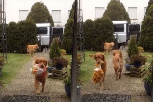 お利口すぎる！買い物した荷物を家まで運んでくれるゴールデンレトリバーたち