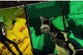 アニメ“ルパン三世”のオープニングを片目で見ると3D映像に。「これはスゴいぞ!」と話題に!