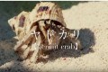 貝殻不足のヤドカリに最高の住居を。研究者たちが快適な住まいを提供