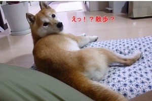 【犬あるある】散歩に行きたい柴犬「さてと」→ビクン！「ご飯」→無視...