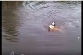 【動画】「ボクの背中に乗って!」溺れた猫を救助する犬がお手柄すぎる