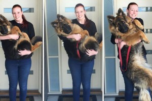 でっかくなっちゃった！わずか8ヶ月でこんなにも成長したシェパードに飼い主も驚いた！