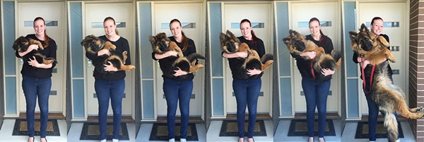 german-shepherd-photo-series-nine-month-alex-dennison-ashley-lewis-15r