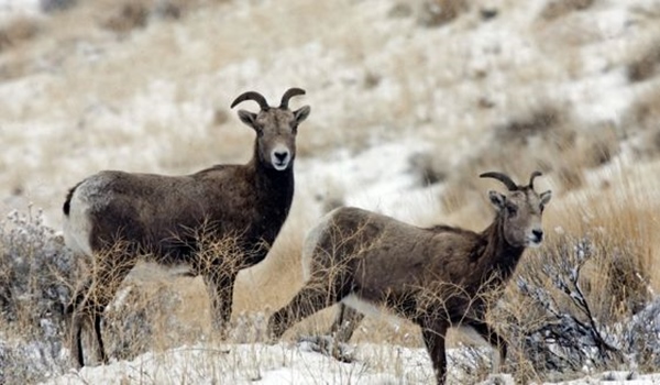 hells-canyon-bighornsjpeg-04edc_c0-84-2000-1249_s561x327r