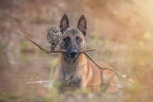 いつも一緒の犬とフクロウ"絵本のような幻想的な写真"にストーリーを感じる