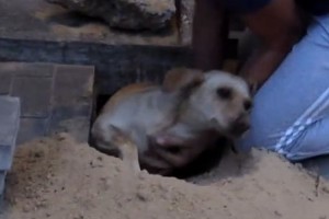 2日間生き埋めにされていた犬を奇跡的に救出！しかも犬は妊娠していた