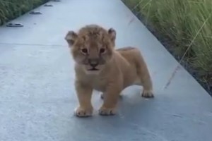 ライオンの赤ちゃんが"吠える練習をしている姿"にメロメロになる人が続出中！