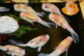 イカで造られた「錦鯉の姿寿司」が"リアル過ぎて食べるのに躊躇する"と話題に!!