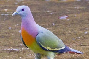 "パステル調のハト"など世界中に生息する"カラフルな生き物"