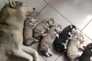 【幸せな親子写真15選】お母さん犬といつでも一緒の可愛い子犬たち♪