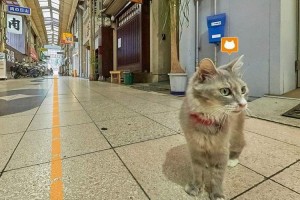 "ネコの目線で路地裏を散策できる"広島県のキャットストリートビューが大人気！