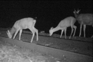 シカの線路侵入を防止するために"シカホイホイ"のような製品が開発された！