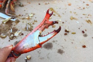 カニのハサミが進化した！？“ハサミからもう1つの小さなハサミ”が生えていた！