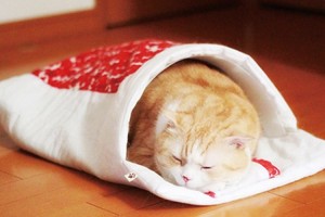 猫と一緒に"川の字"で寝られる♪「猫専用の和布団」"旅館の和室に寝てるみたい"