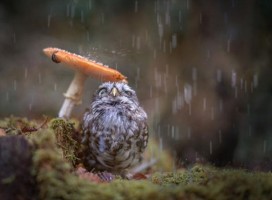 まるで“トトロの世界観”キノコを傘の代わりにして雨宿りするフクロウが話題！