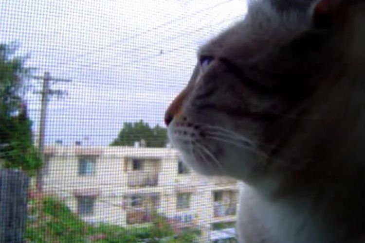 「ネコだよね?」わずか15秒の動画に思わず頬がゆるんじゃう?