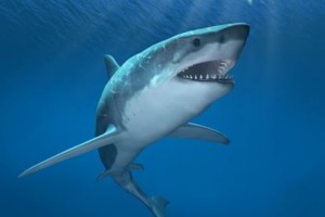 【画像】これが速く泳げる理由か！？サメの肌を電子顕微鏡で見てみたら、その構造に驚いた！