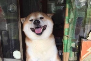 「お疲れさま！」たばこ屋さんの看板犬シバくんから大事なお知らせです