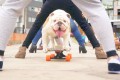 【ギネス記録】凄いぞ!スケボー犬のブルドッグがたくさんの人の股をくぐり抜ける