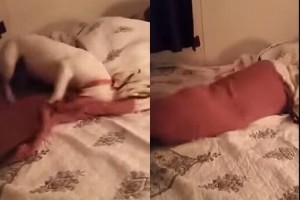 施設で飼われていたブルテリア、7歳で初めてふかふかのベッドに乗り大興奮！