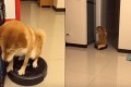なすがままにルンバに連れて行かれる柴犬が超かわいい!