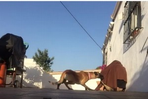 愛犬と再会に毛布に隠れてドッキリ作戦！ワンコのリアクションがかわいい♪