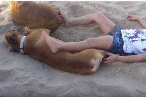 【やり返されちゃった】犬にイタズラした女の子に犬が倍返しだ！