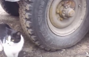 捜すネコ、動かないネズミのリアル“トムとジェリー”の結末は？