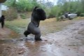 まるで人間みたい!雨に打たれるゴリラの動きがおもしろすぎると話題に!