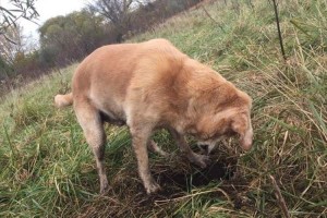 「どんどん犬に戻ってね」“初めて穴を掘る元盲導犬”に対する飼い主の言葉に多くの反響