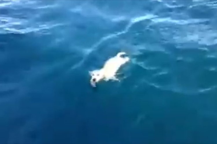 海を漂流していた仔犬のラブラドールが、ヨットの船員に奇跡的に救出される!