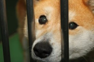 “殺処分された動物の骨を砕き、土に混ぜ、花を育てる”女子高生たちの活動に共感の声