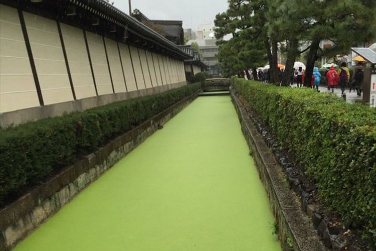 京都のとあるお堀に“大量の抹茶”が流れていた!?と話題に