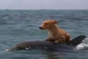 海に落ちて、約15時間懸命に泳いでいた犬を救出したのはイルカだった！