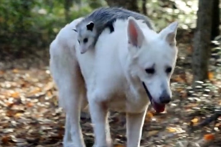 母親を亡くしたオポッサムの赤ちゃんと子供のいない犬…ずっと支え合って生きている