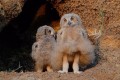 風で羽毛がまくれて“マリリン・モンロー状態”になったワシミミズクが話題に!