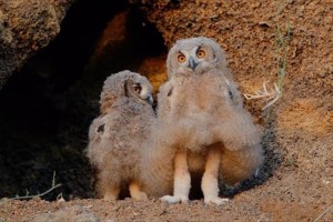 風で羽毛がまくれて“マリリン・モンロー状態”になったワシミミズクが話題に！