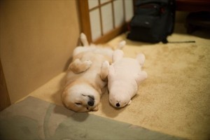 自宅に帰ったらこの光景…人気の柴犬「まる」ちゃんの期待通りの可愛さにほっこり♪