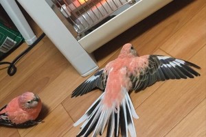 床に“べたーっ”となって、ストーブを独占するインコが話題！横のインコは順番待ちか