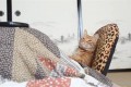 猫はこたつで丸くならなかった…座椅子でくつろぐ猫が休日のオッサンみたいと話題に