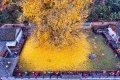 “まるで黄金のじゅうたん”のよう!中国・古観音禅寺の銀杏の光景が圧巻すぎると話題に!